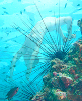 swimming with urchins