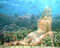 the living reef