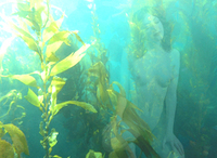 seaweed trance