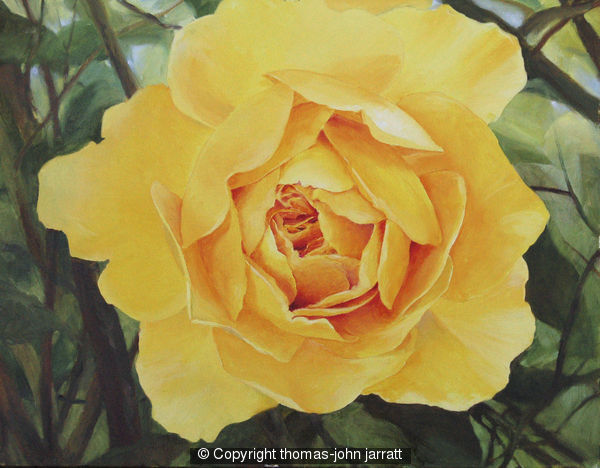 The yellow rose.