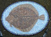 Turbot