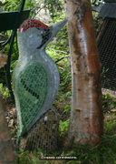 Green Woodpecker