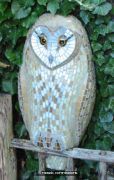 Barn Owl
