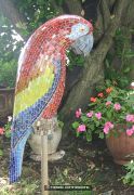 Macaw
