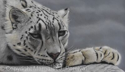 Himalayan Dreamer