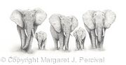 Elephant Walk