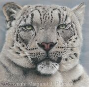 Snow Leopard