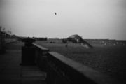 Bird flies