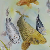 Koi Gathering Part 1