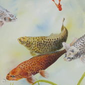 Koi Gathering Part 2