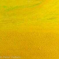 Fields of Yellow