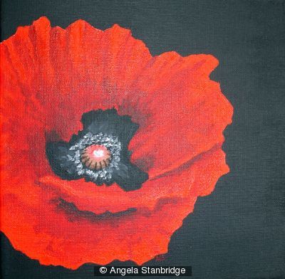 Red Poppy Black Background