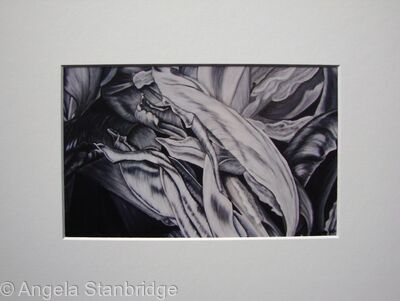 Tulipmania 6 - Print White Mount