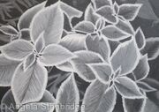 B/W Coleus Plant