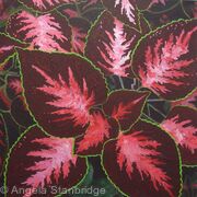 Coleus Plant 3