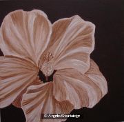 Chocolate Hibiscus