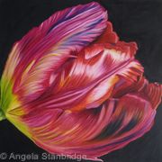 Large Red Tulip1