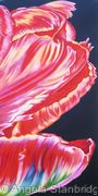 Large Red Tulip 2