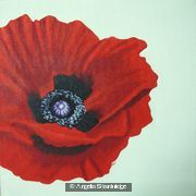 Red Poppy Light Background