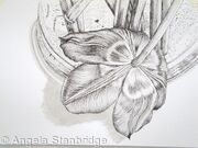 Tulipmania 2 - Pen