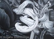 Tulipmania 11 - Black and White