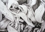 Tulipmania 17 Pen