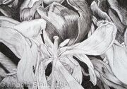 Tulipmania 16 - Pen