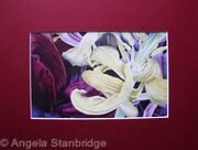 Tulipmania 11 - Print Burgandy Mount