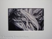 Tulipmania 6 - Print White Mount
