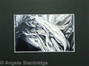 Tulipmania 6 - Print Black Mount