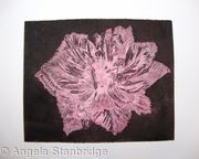 Caspin Dark Aquatint Etching Pink