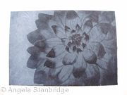 Dahlia1 black