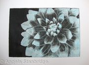 Dahlia1 turq