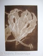 Gloriosa sepia