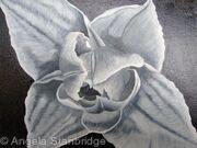 Compostella Tulip B/W