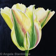 Golden Artist Tulip