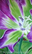 Nightrider Tulip