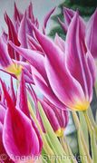 May Time Tulip