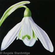 Snowdrop 2