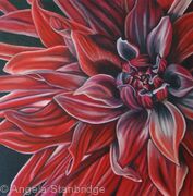 Red Dahilia