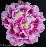 Pink Dwaf Tulip