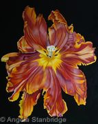 Terracotta Tulip