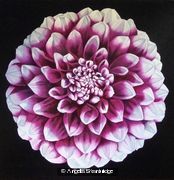 Pink Dahlia