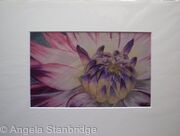 Pink Dahlia