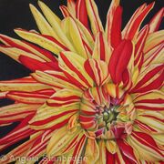 Striped Vulcan Dahlia