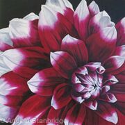 Dahlia Edinburgh