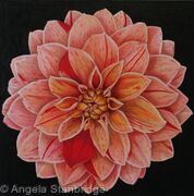 Babylon Bronze Dahlia 