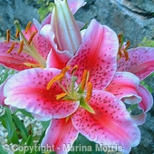 Star Glazer Lily