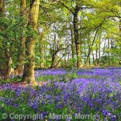 Bluebells at Queens Wood in Herefordshire