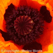 Poppy